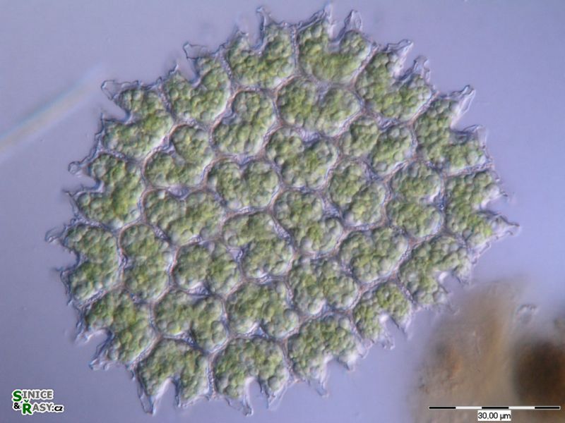 Pediastrum angulosum