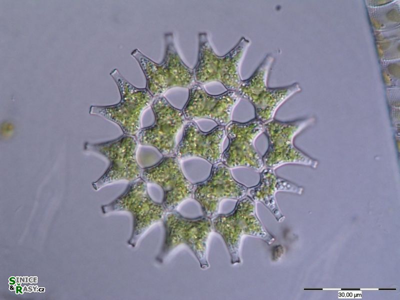 Pediastrum duplex