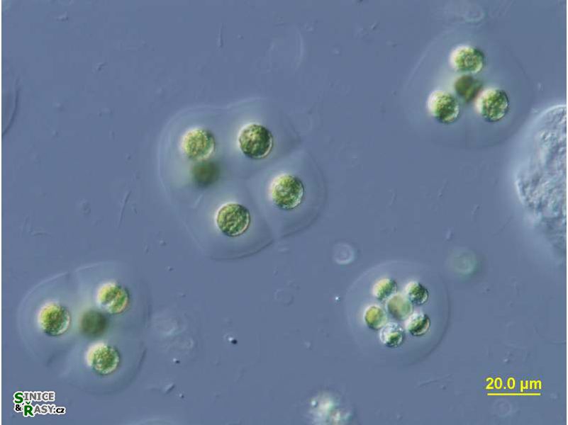 Planktosphaeria gelatinosa