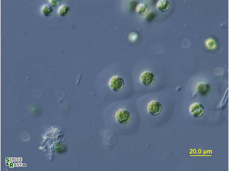 Planktosphaeria gelatinosa