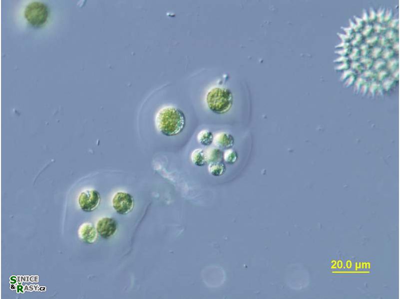 Planktosphaeria gelatinosa