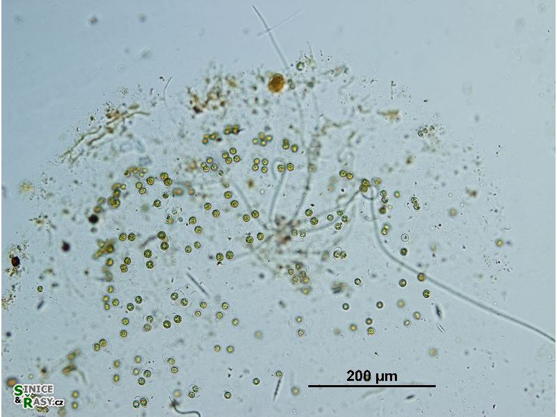 Schizochlamys gelatinosa