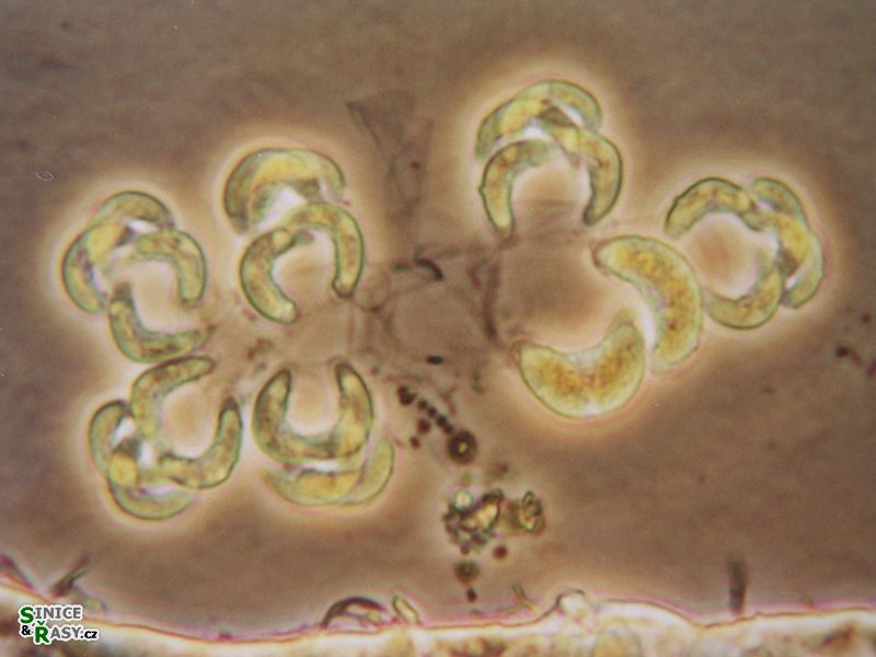 Selenodictyon