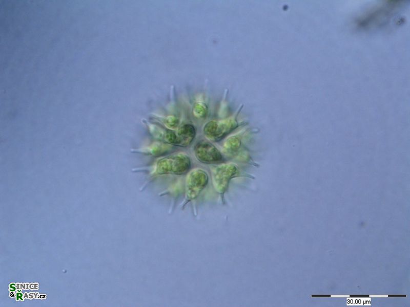Sorastrum spinulosum