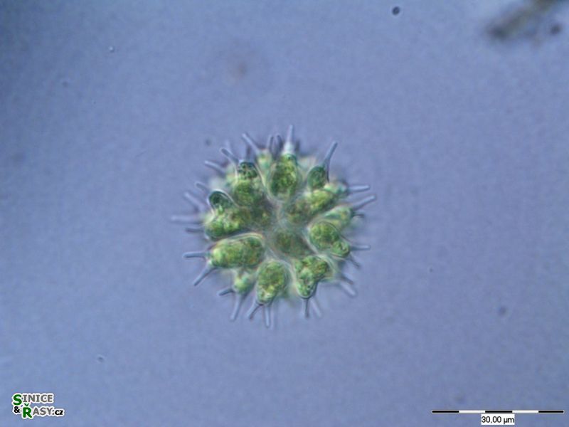 Sorastrum spinulosum