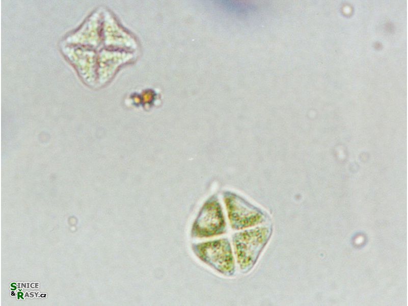 Stauridium privum