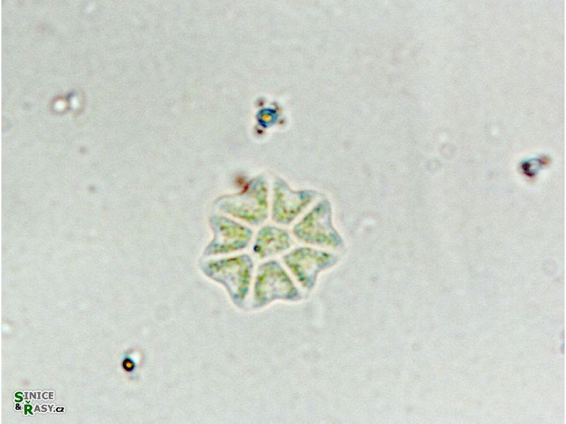 Stauridium privum