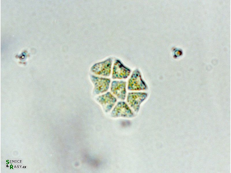 Stauridium privum