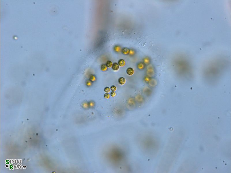 Tetraspora gelatinosa
