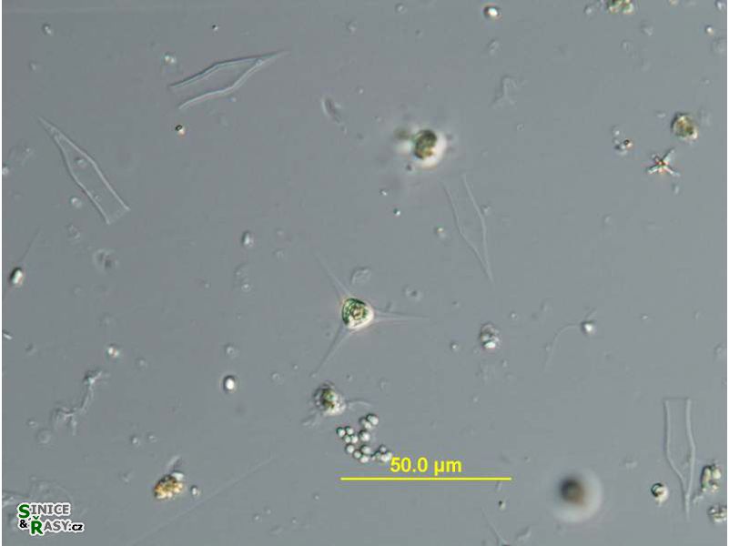 Treubaria planctonica
