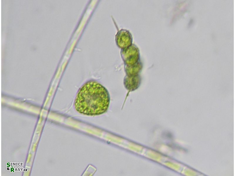 Terubaria schmidlei