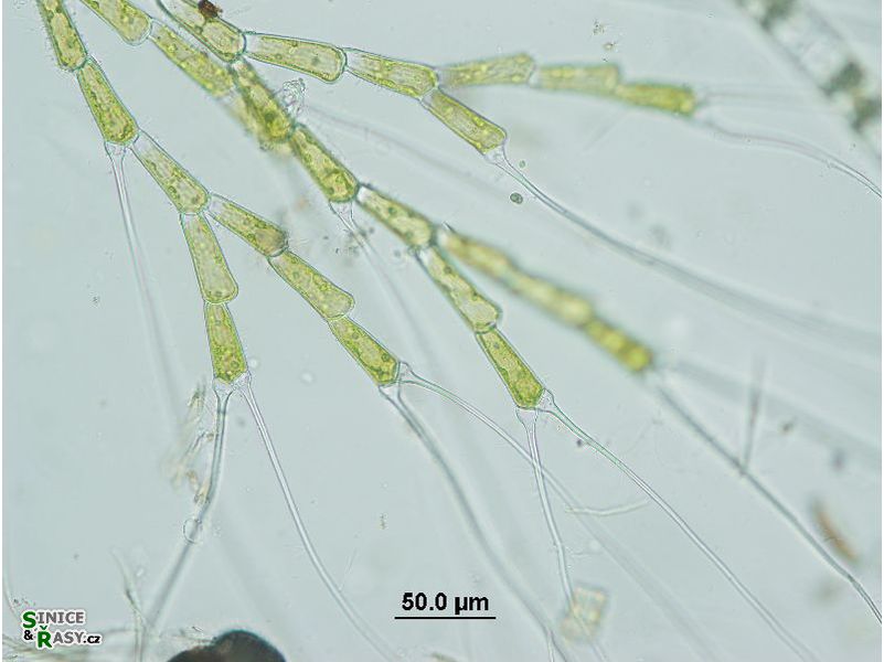 Bulbochaete sp.