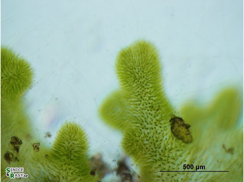 Chaetophora lobata