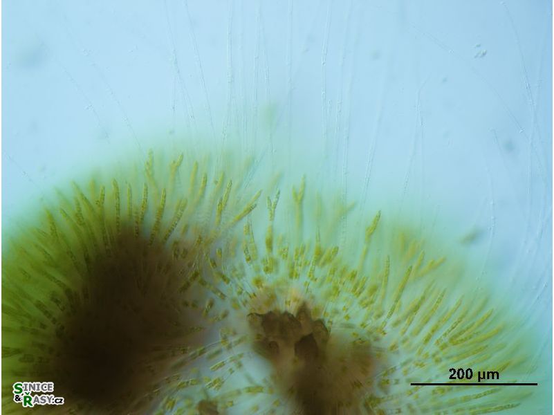 Chaetophora elegans