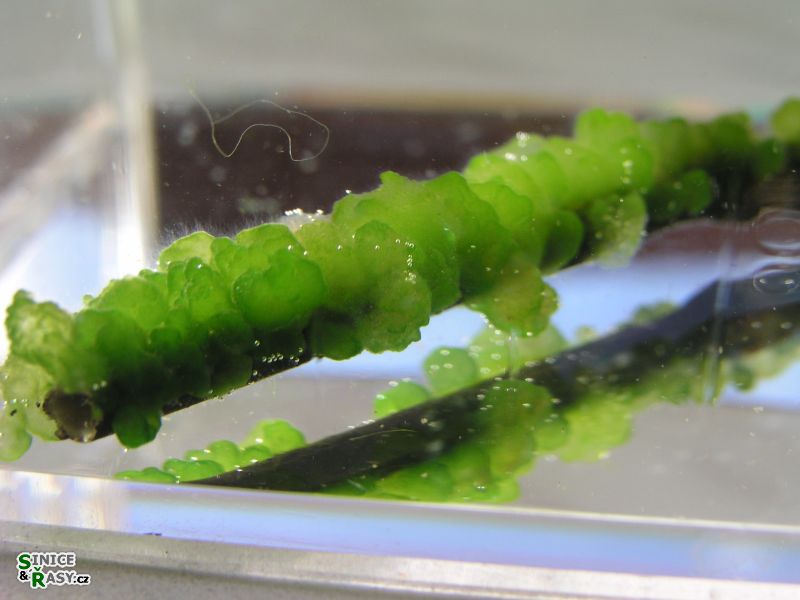 Chaetophora