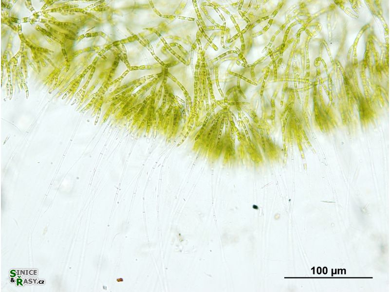 Chaetophora