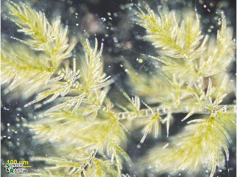 Draparnaldia plumosa