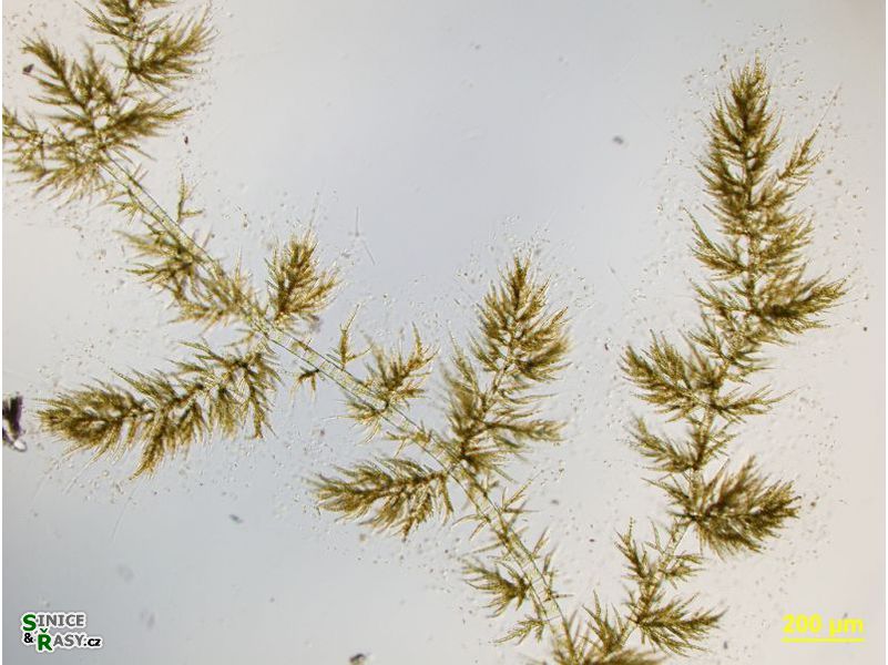 Draparnaldia plumosa