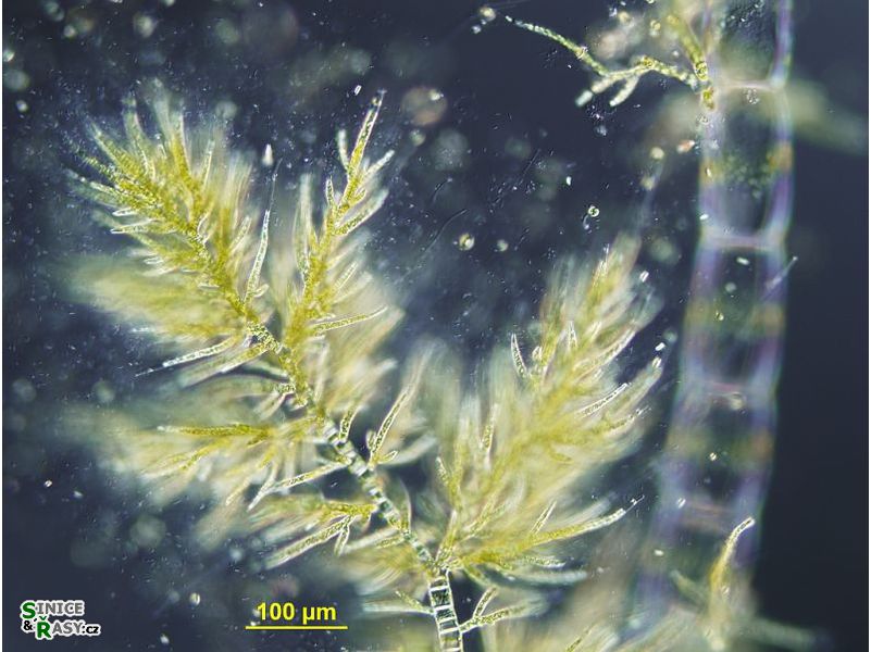 Draparnaldia plumosa