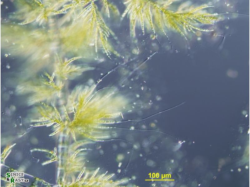 Draparnaldia plumosa