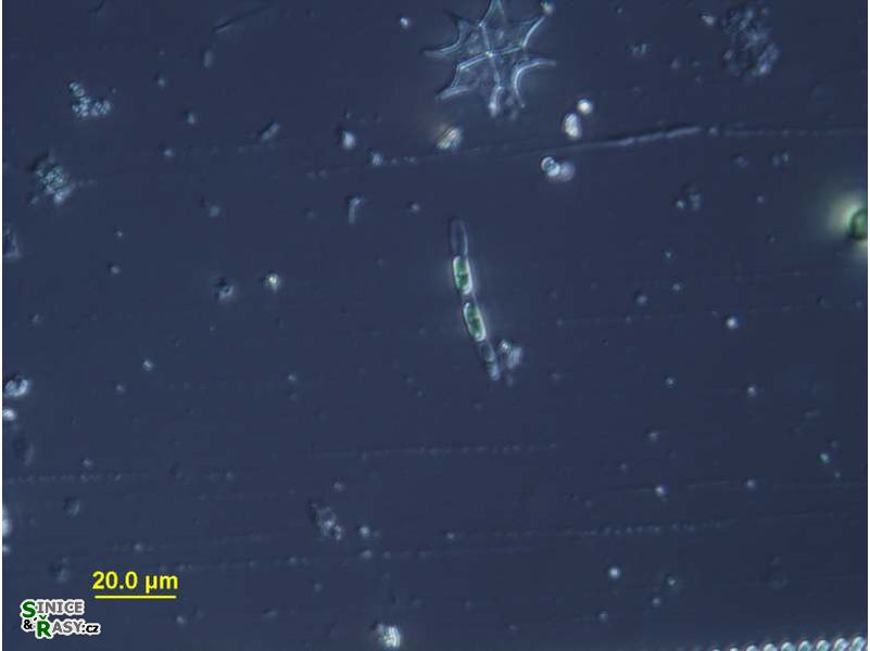 Geminella interrupta