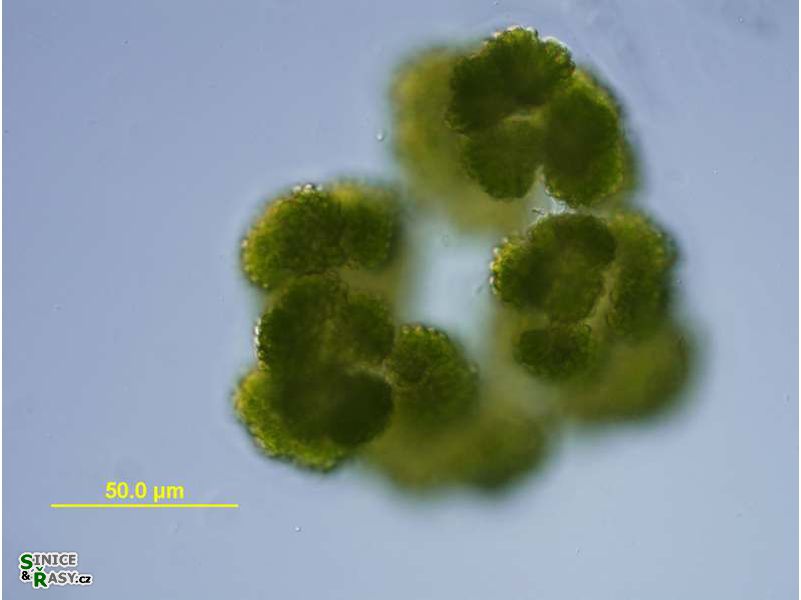 Botryococcus braunii