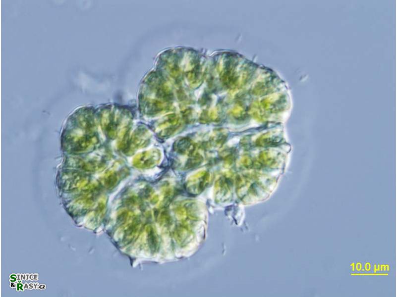 Botryococcus braunii