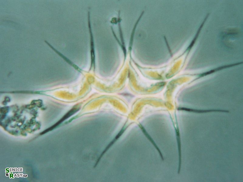 Didymogenes