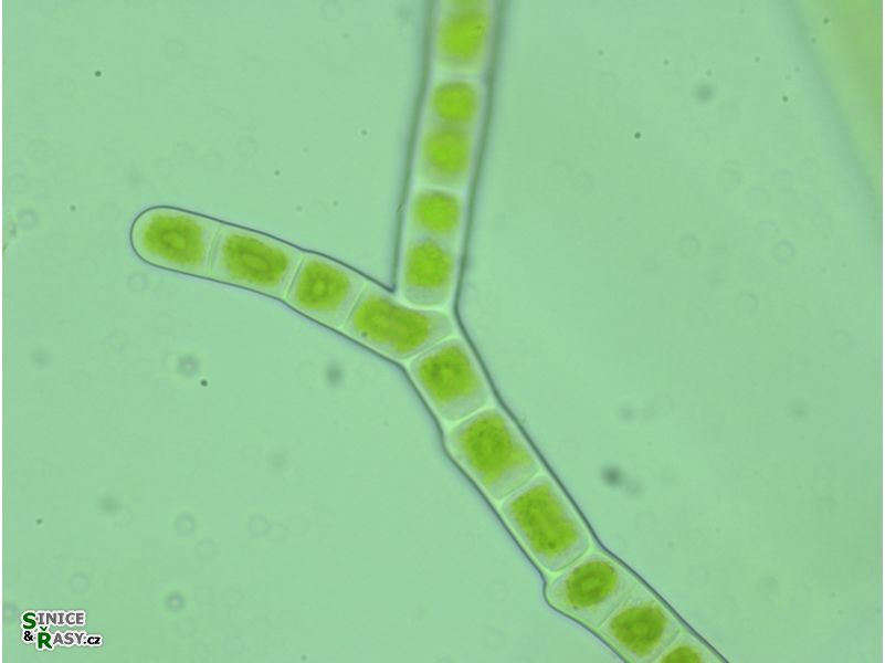 Ekerewekia churiensis