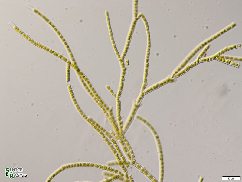 Ekerewekia churiensis