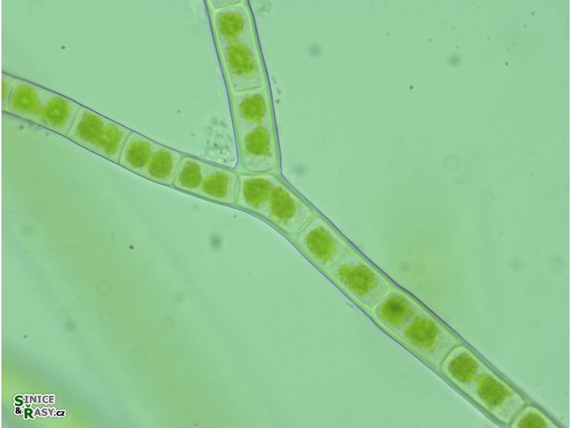 Ekerewekia churiensis