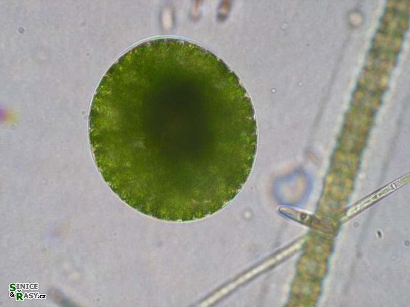Eremosphaera gigas