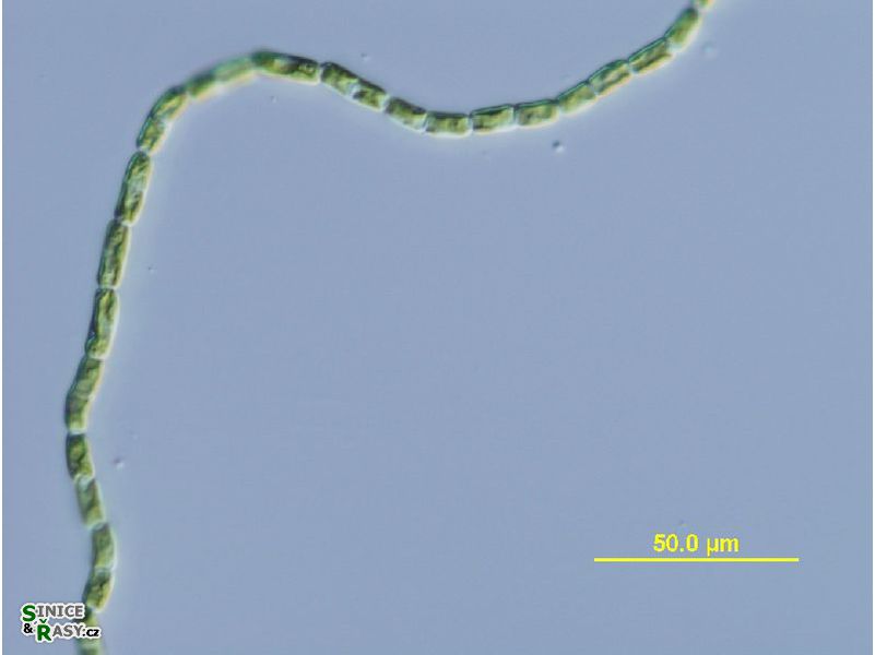 Gloeotila sp. 