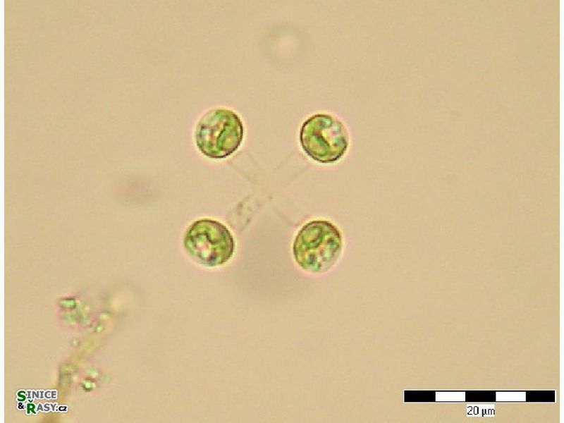 Mucidosphaerium pulchellum