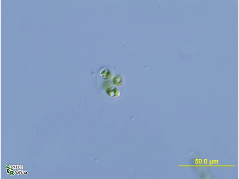 Oocystis marssonii