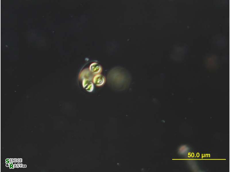 Oocystis marssonii