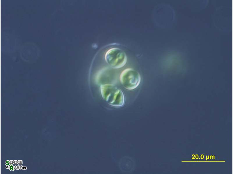 Oocystis marssonii