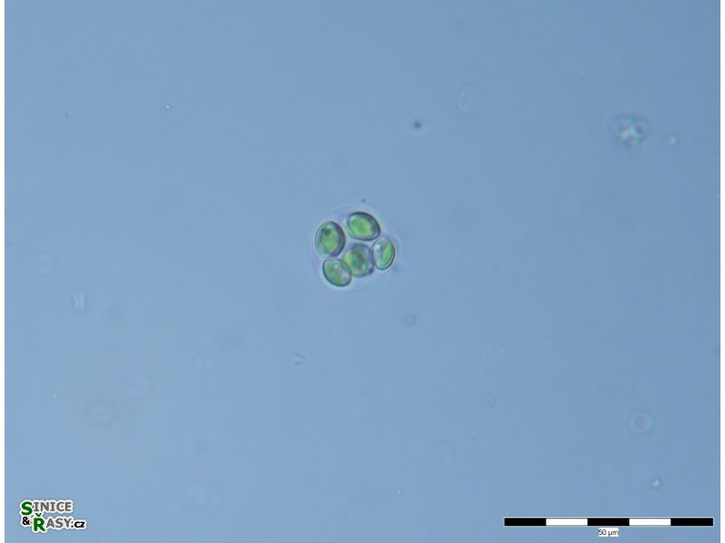 Oocystis parva