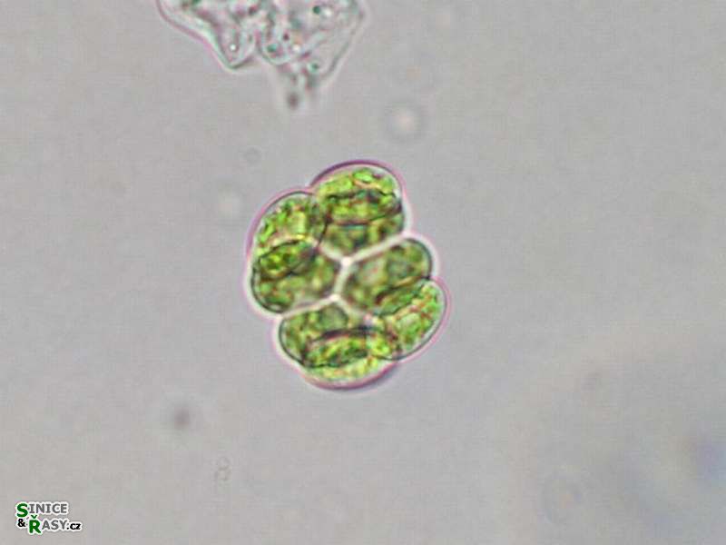 Willea