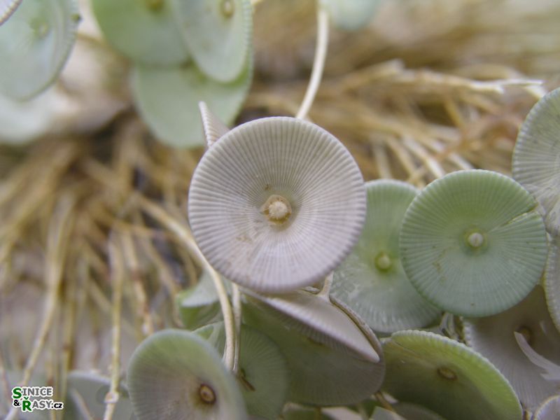 Acetabularia acetabulum