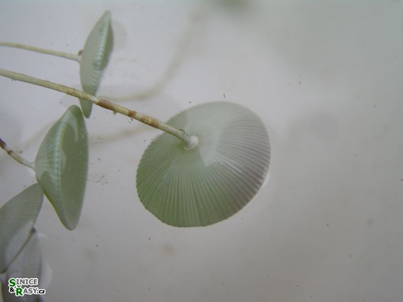 Acetabularia acetabulum