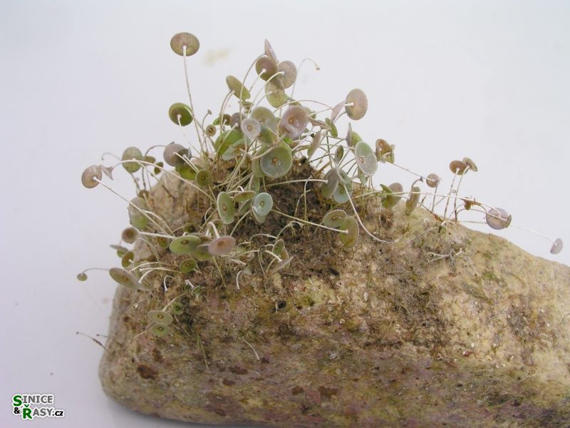 Acetabularia acetabulum