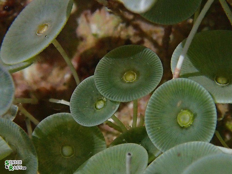 Acetabularia acetabulum