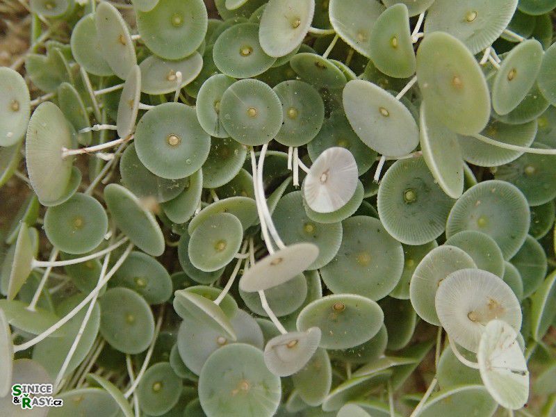 Acetabularia acetabulum