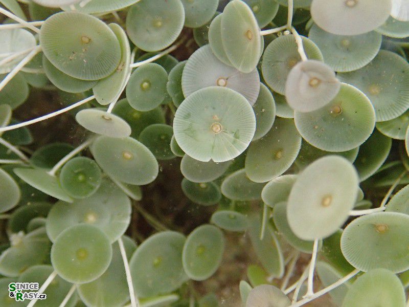 Acetabularia acetabulum