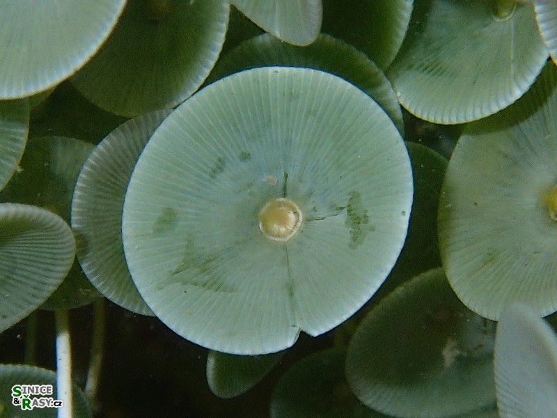 Acetabularia acetabulum