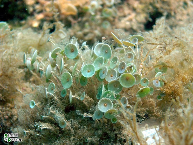 Acetabularia acetabulum