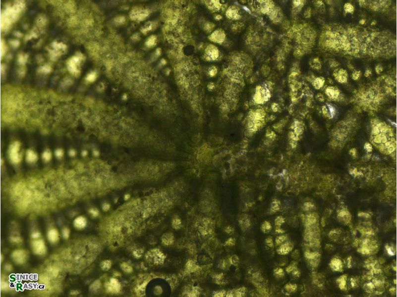 Anadyomene stellata