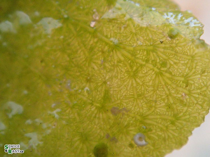 Anadyomene stellata
