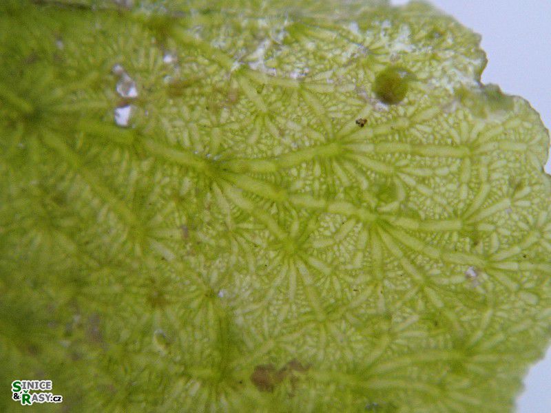 Anadyomene stellata